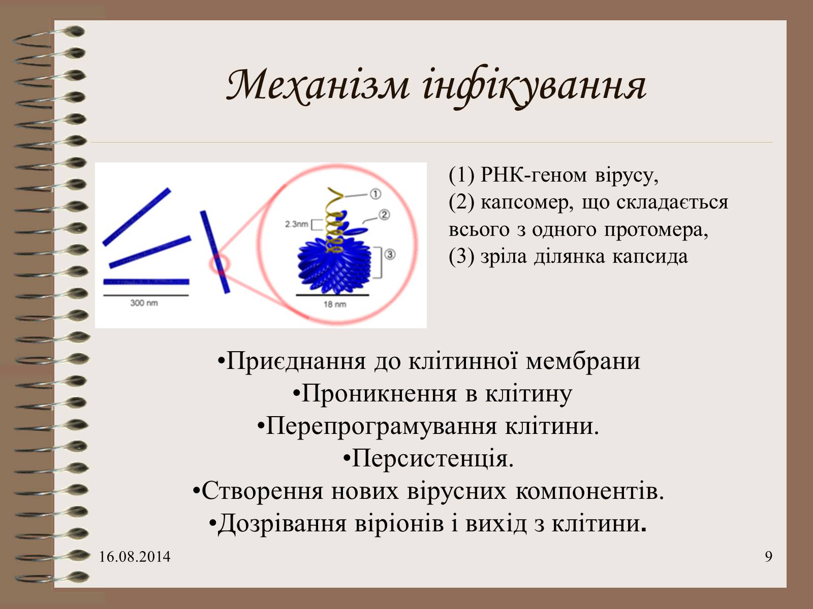 Презентація на тему «Віруси» (варіант 7) - Слайд #9 Презентація на тему «Віруси» (варіант 7) - Слайд #9