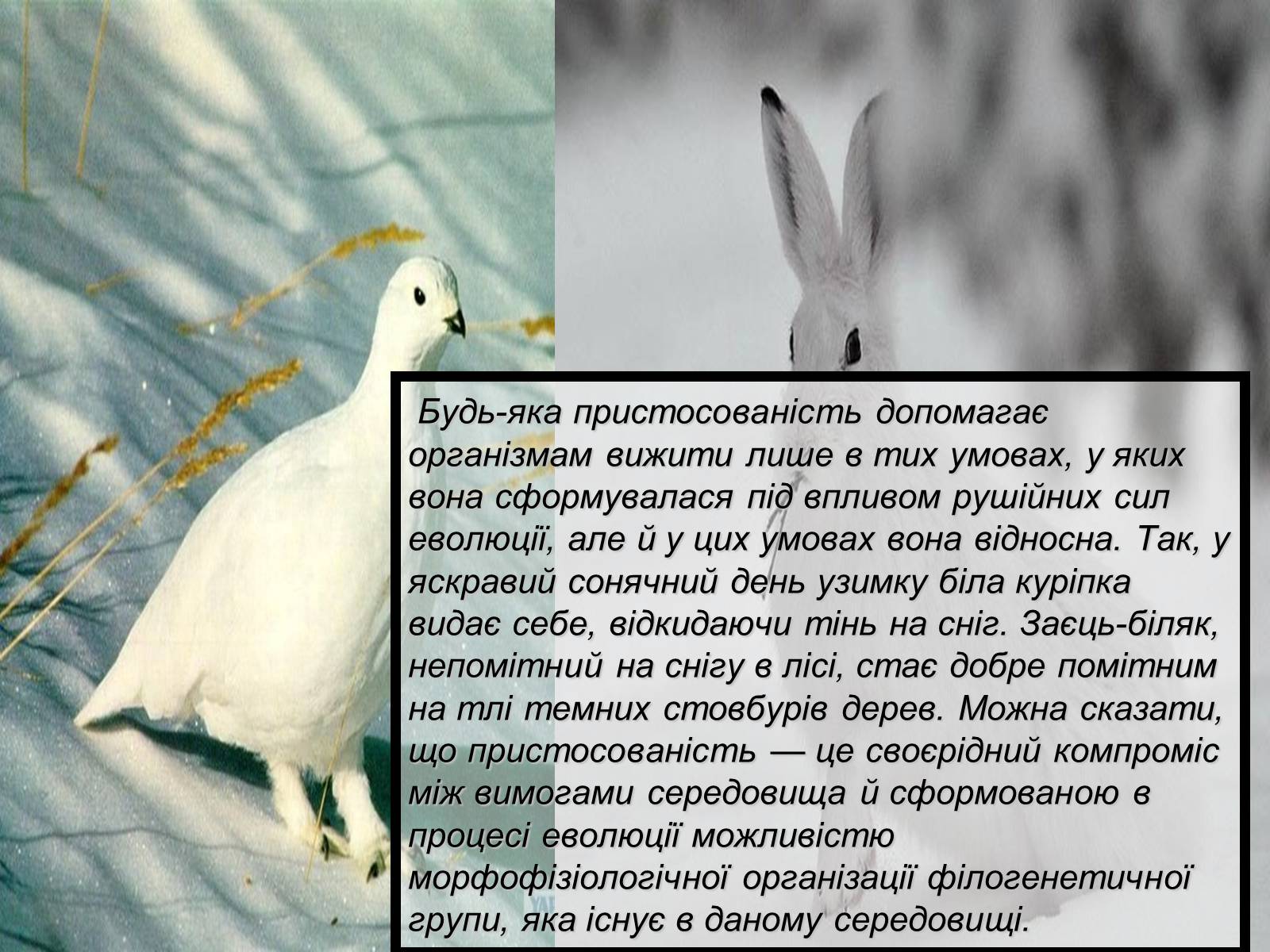 Презентація на тему «Основний результат еволюції» - Слайд #10 Презентація на тему «Основний результат еволюції» - Слайд #10