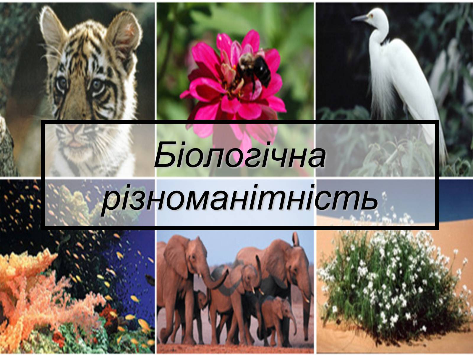 Презентація на тему «Основний результат еволюції» - Слайд #11 Презентація на тему «Основний результат еволюції» - Слайд #11