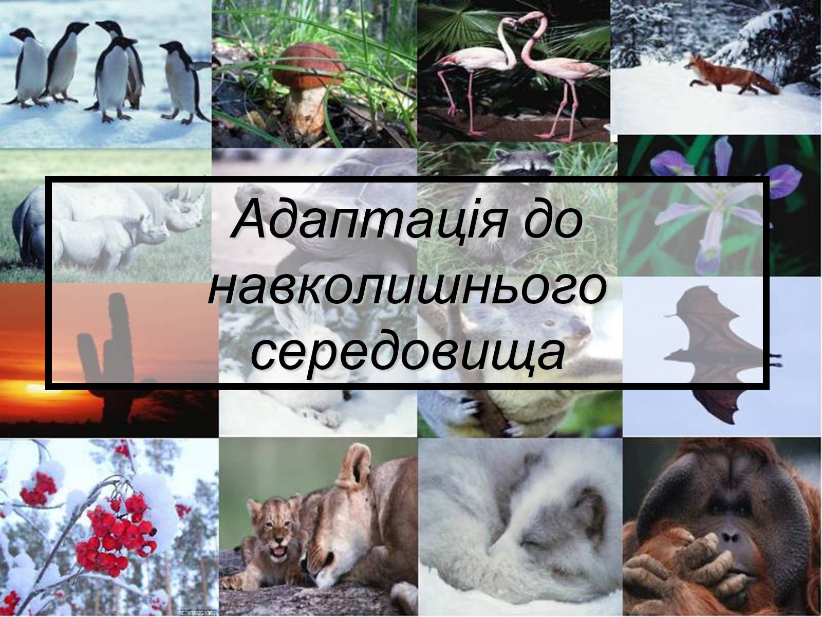 Презентація на тему «Основний результат еволюції» - Слайд #3 Презентація на тему «Основний результат еволюції» - Слайд #3