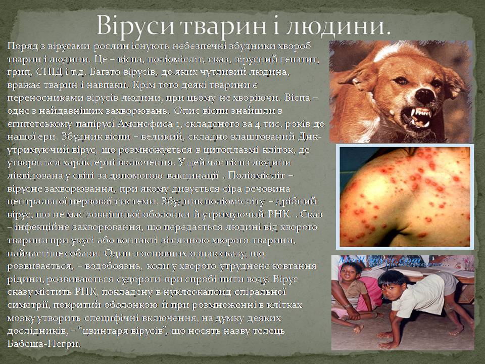 Презентація на тему «Віруси, їхня будова, життєвий цикл» (варіант 3) - Слайд #10 Презентація на тему «Віруси, їхня будова, життєвий цикл» (варіант 3) - Слайд #10