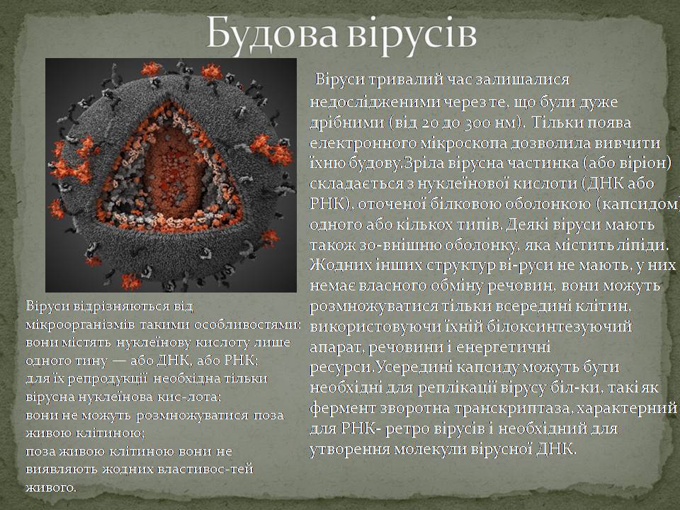 Презентація на тему «Віруси, їхня будова, життєвий цикл» (варіант 3) - Слайд #5 Презентація на тему «Віруси, їхня будова, життєвий цикл» (варіант 3) - Слайд #5