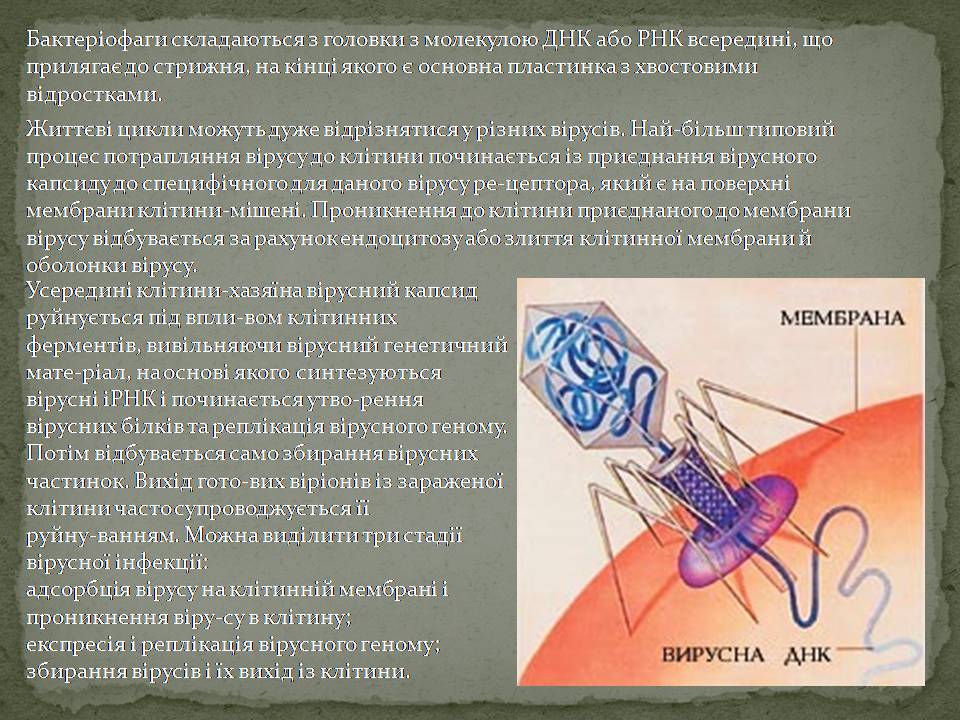 Презентація на тему «Віруси, їхня будова, життєвий цикл» (варіант 3) - Слайд #6 Презентація на тему «Віруси, їхня будова, життєвий цикл» (варіант 3) - Слайд #6