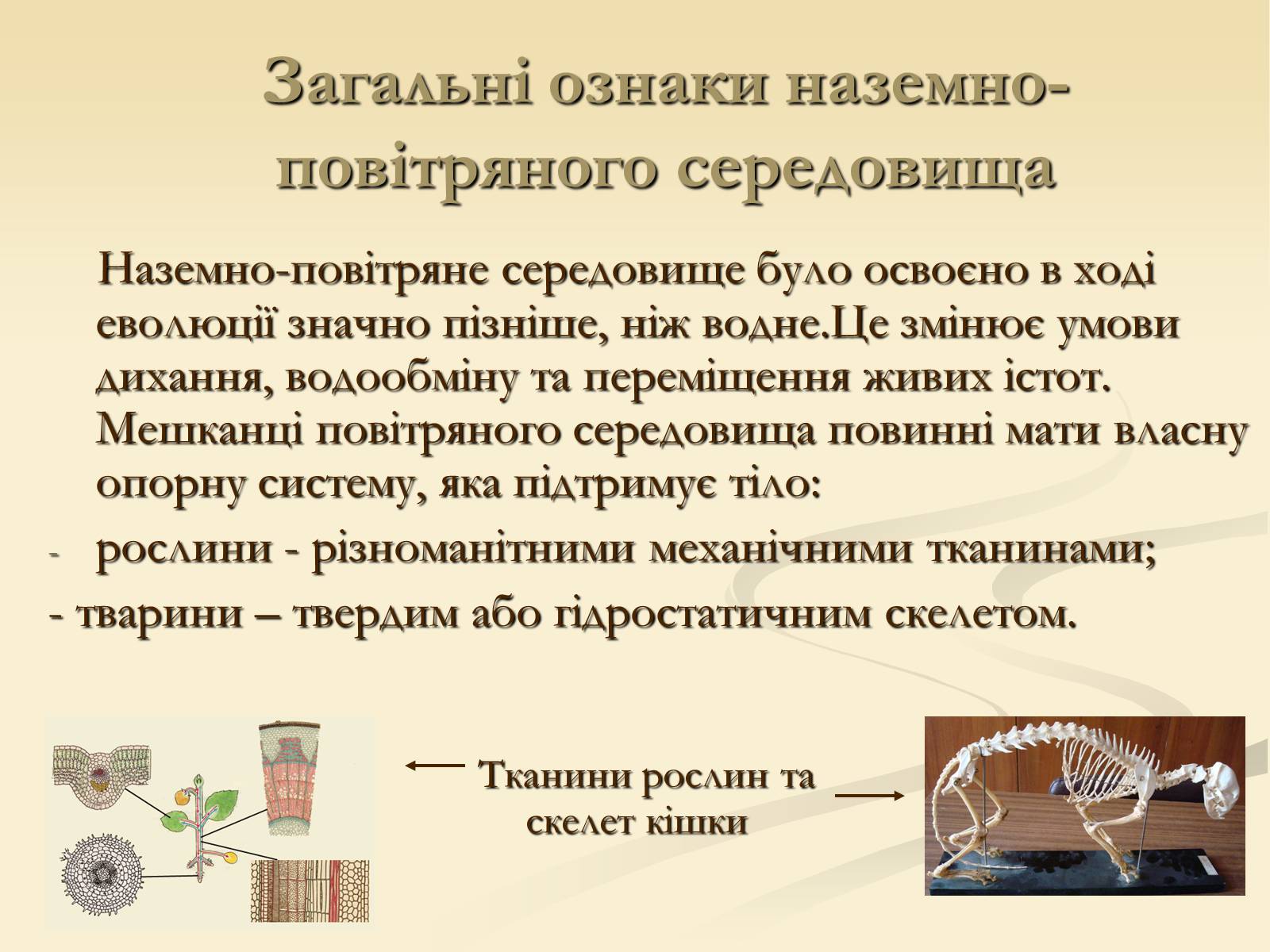 Презентація на тему «Наземно-повітряне середовище існування» (варіант 2) - Слайд #4 Презентація на тему «Наземно-повітряне середовище існування» (варіант 2) - Слайд #4
