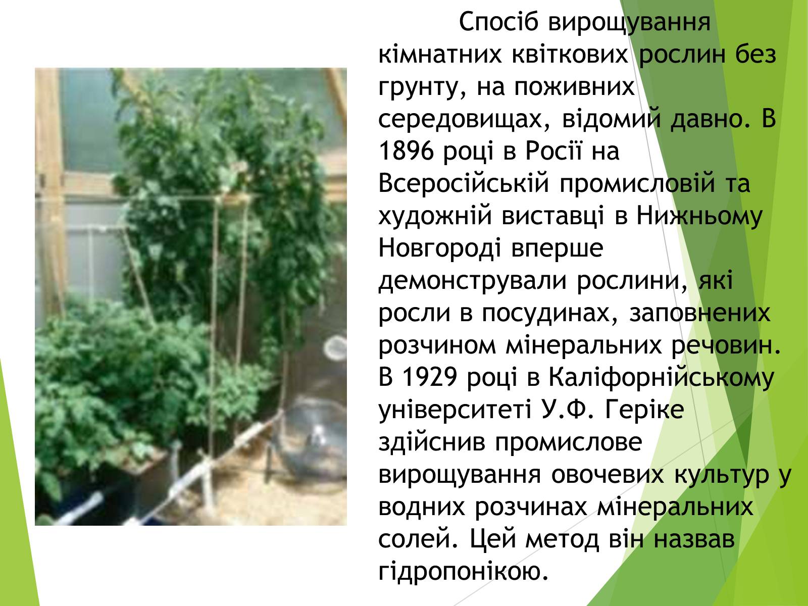 Презентація на тему «Вирощування культурних рослин методом гідропоніки» - Слайд #4 Презентація на тему «Вирощування культурних рослин методом гідропоніки» - Слайд #4