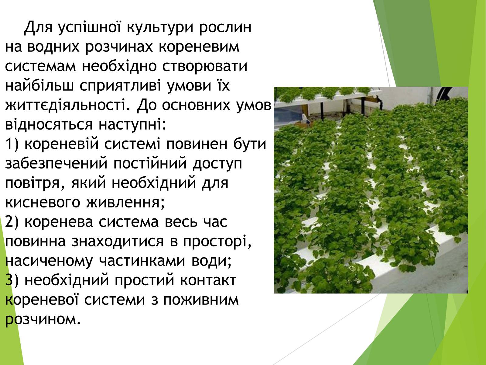Презентація на тему «Вирощування культурних рослин методом гідропоніки» - Слайд #5 Презентація на тему «Вирощування культурних рослин методом гідропоніки» - Слайд #5