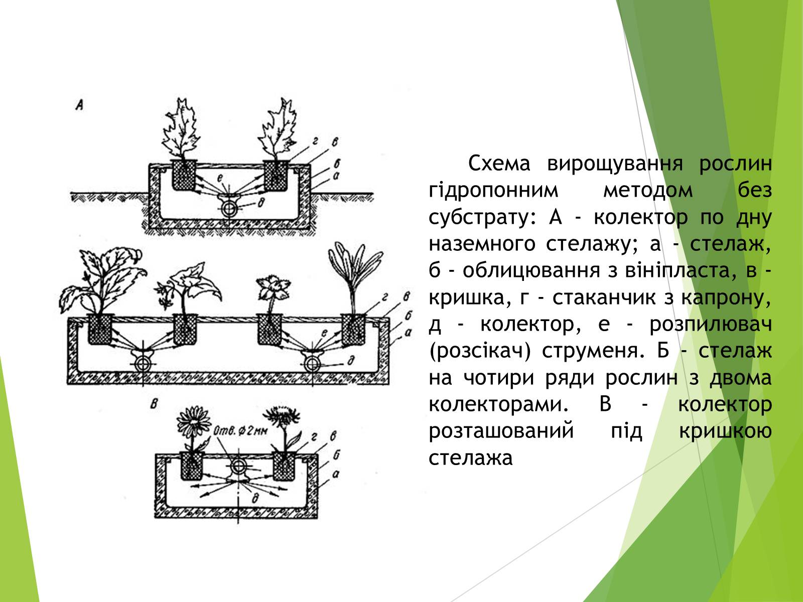 Презентація на тему «Вирощування культурних рослин методом гідропоніки» - Слайд #7 Презентація на тему «Вирощування культурних рослин методом гідропоніки» - Слайд #7