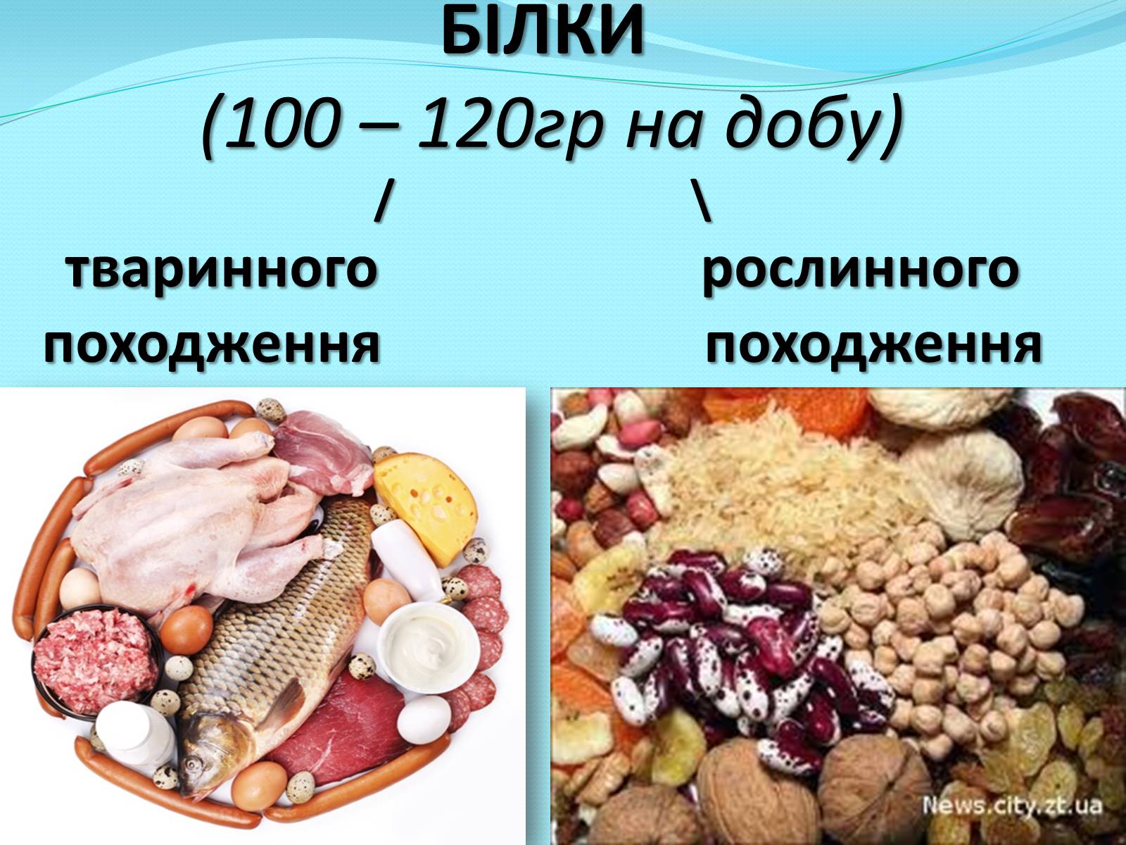 Презентація на тему «Білки» (варіант 11) - Слайд #5 Презентація на тему «Білки» (варіант 11) - Слайд #5