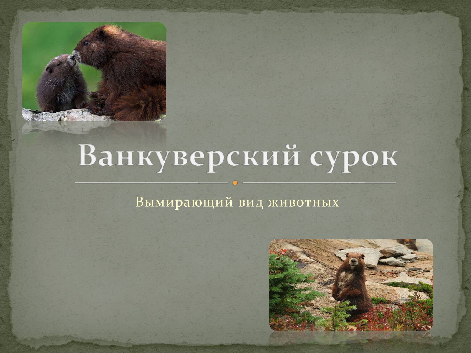 Презентація на тему «Ванкуверский сурок» - Слайд #1 Презентація на тему «Ванкуверский сурок» - Слайд #1