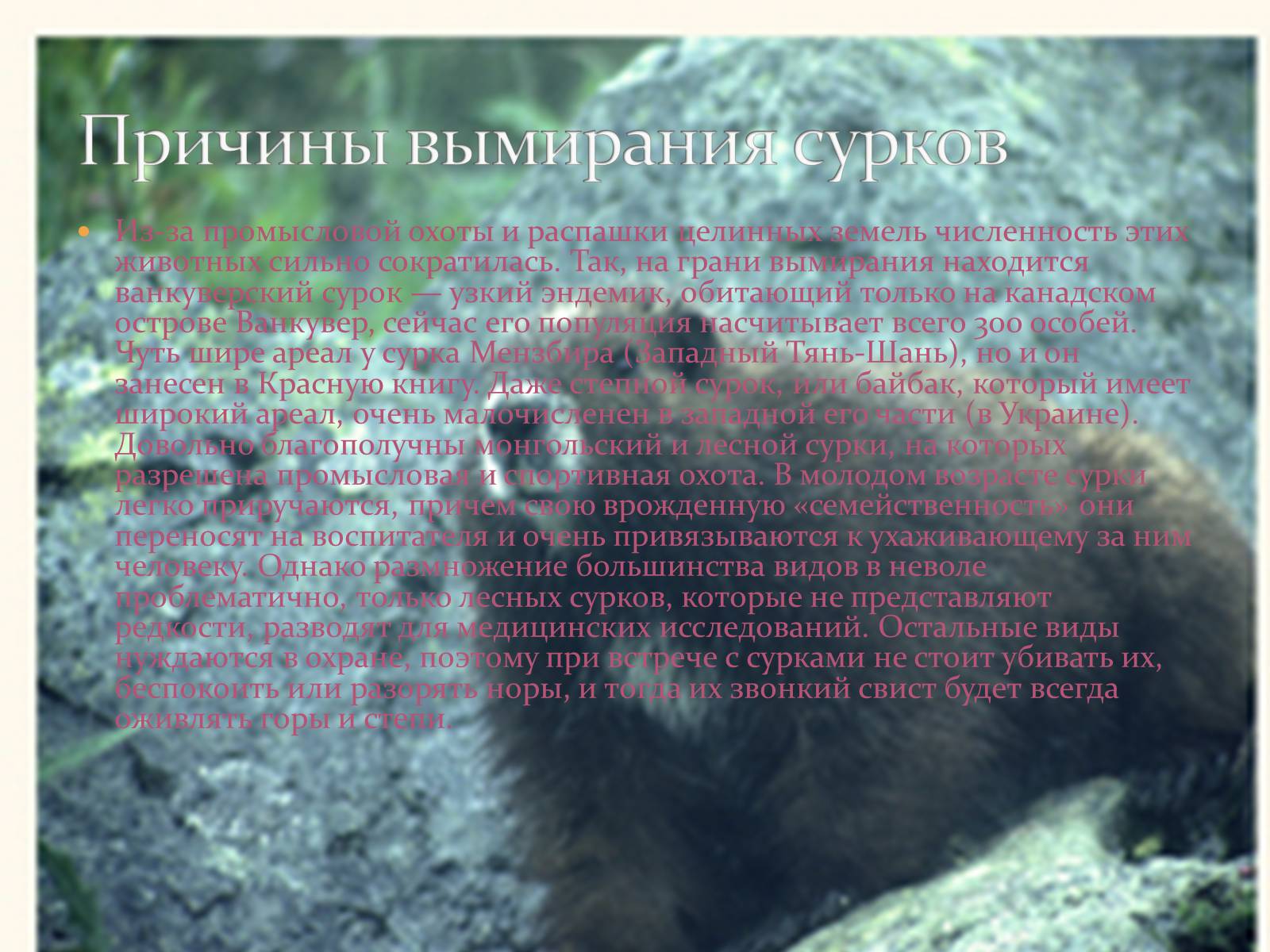 Презентація на тему «Ванкуверский сурок» - Слайд #10 Презентація на тему «Ванкуверский сурок» - Слайд #10
