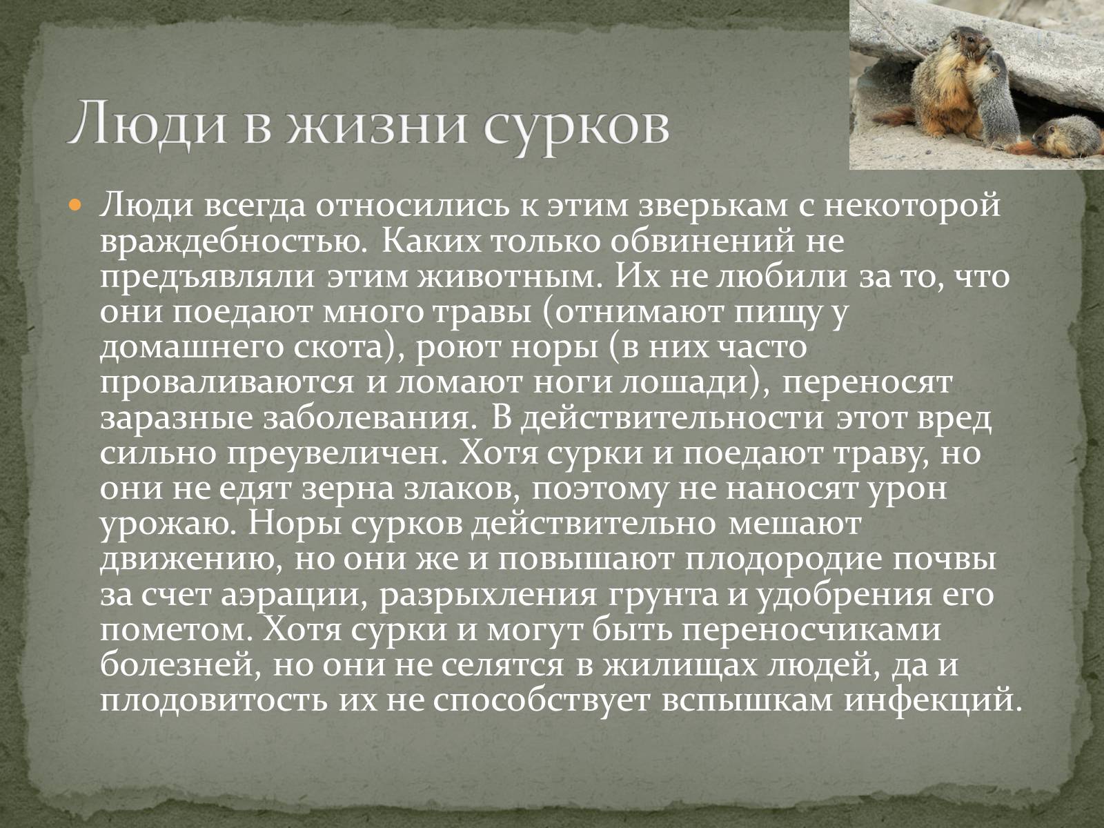 Презентація на тему «Ванкуверский сурок» - Слайд #11 Презентація на тему «Ванкуверский сурок» - Слайд #11