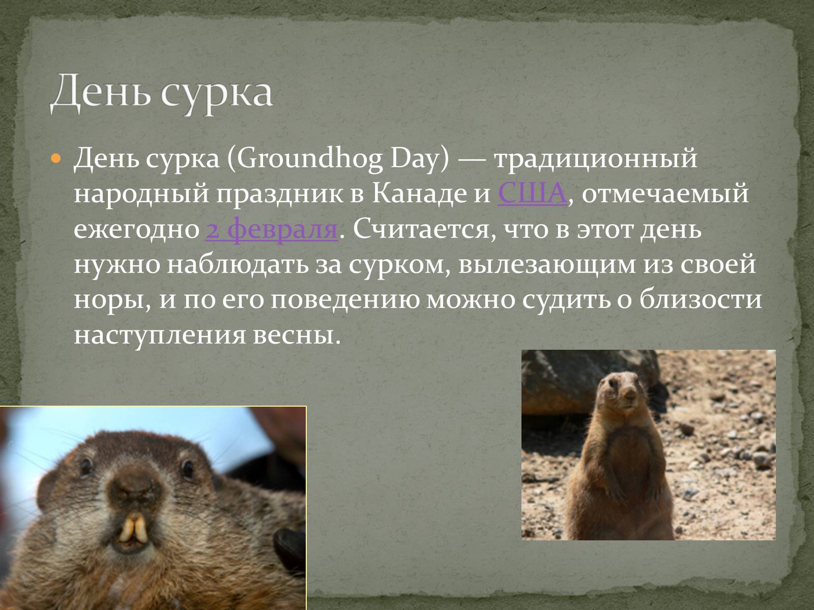 Презентація на тему «Ванкуверский сурок» - Слайд #12 Презентація на тему «Ванкуверский сурок» - Слайд #12