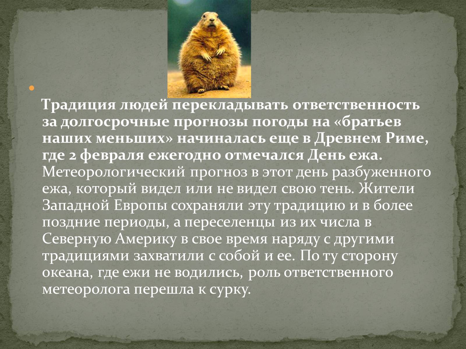 Презентація на тему «Ванкуверский сурок» - Слайд #13 Презентація на тему «Ванкуверский сурок» - Слайд #13