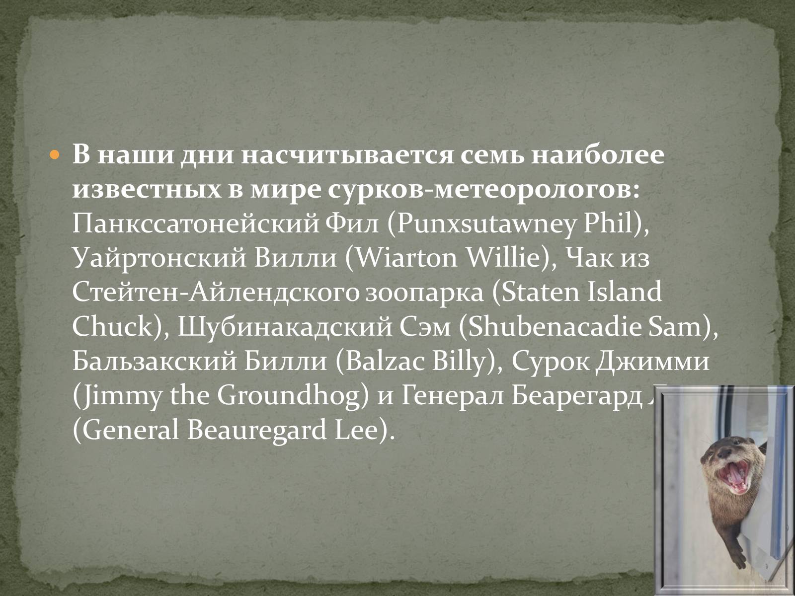 Презентація на тему «Ванкуверский сурок» - Слайд #14 Презентація на тему «Ванкуверский сурок» - Слайд #14