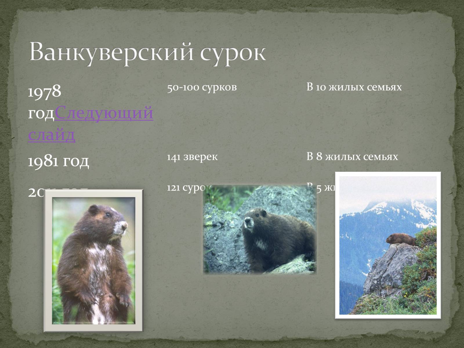 Презентація на тему «Ванкуверский сурок» - Слайд #2 Презентація на тему «Ванкуверский сурок» - Слайд #2