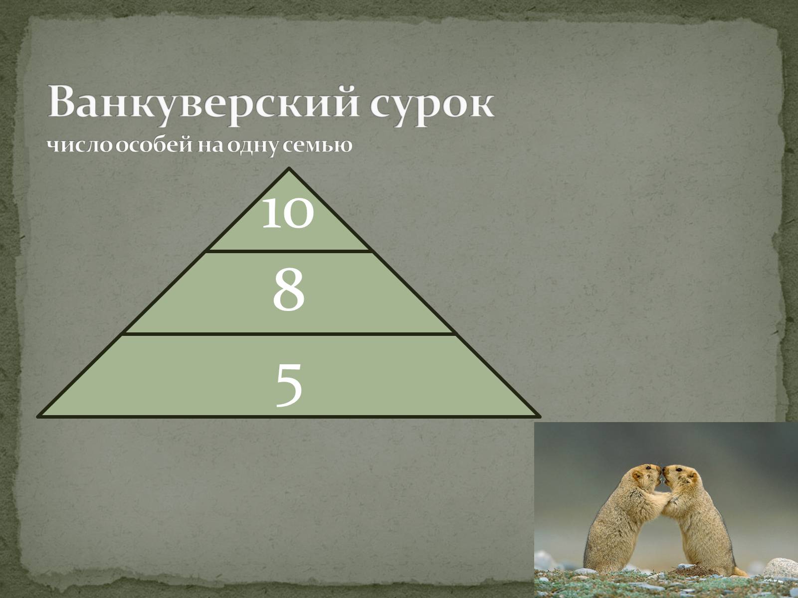 Презентація на тему «Ванкуверский сурок» - Слайд #3 Презентація на тему «Ванкуверский сурок» - Слайд #3
