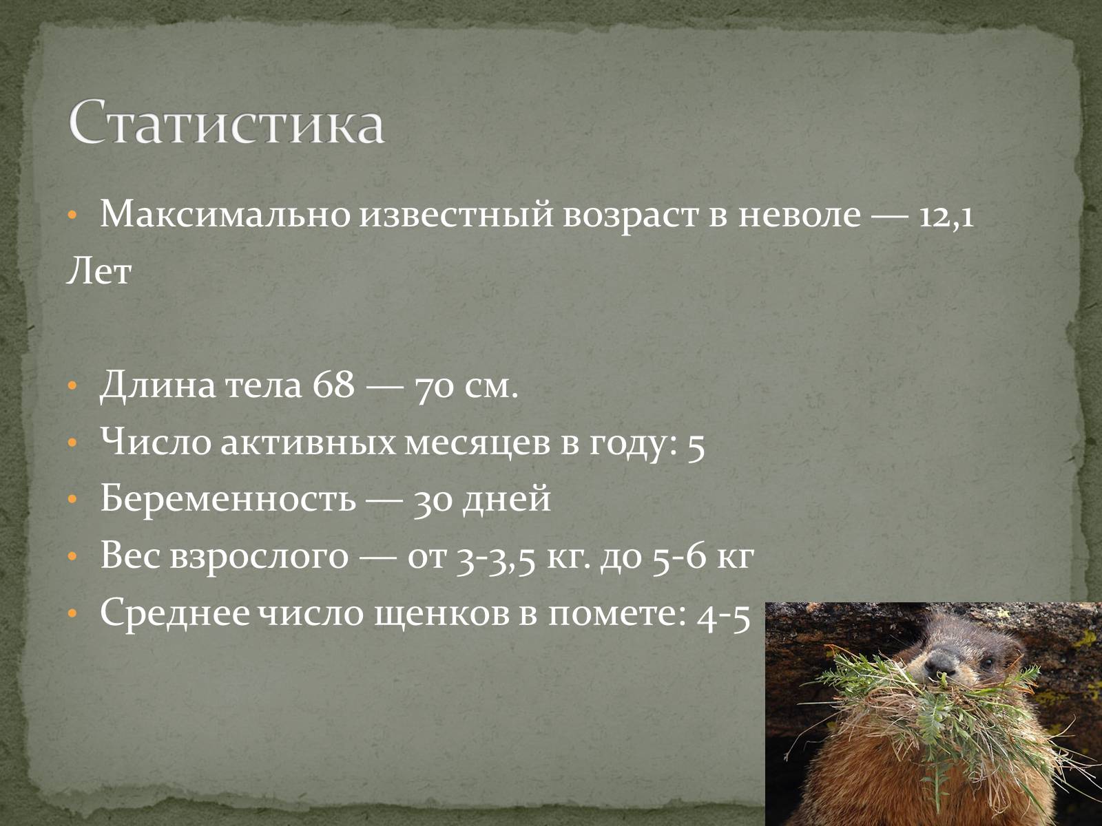 Презентація на тему «Ванкуверский сурок» - Слайд #5 Презентація на тему «Ванкуверский сурок» - Слайд #5