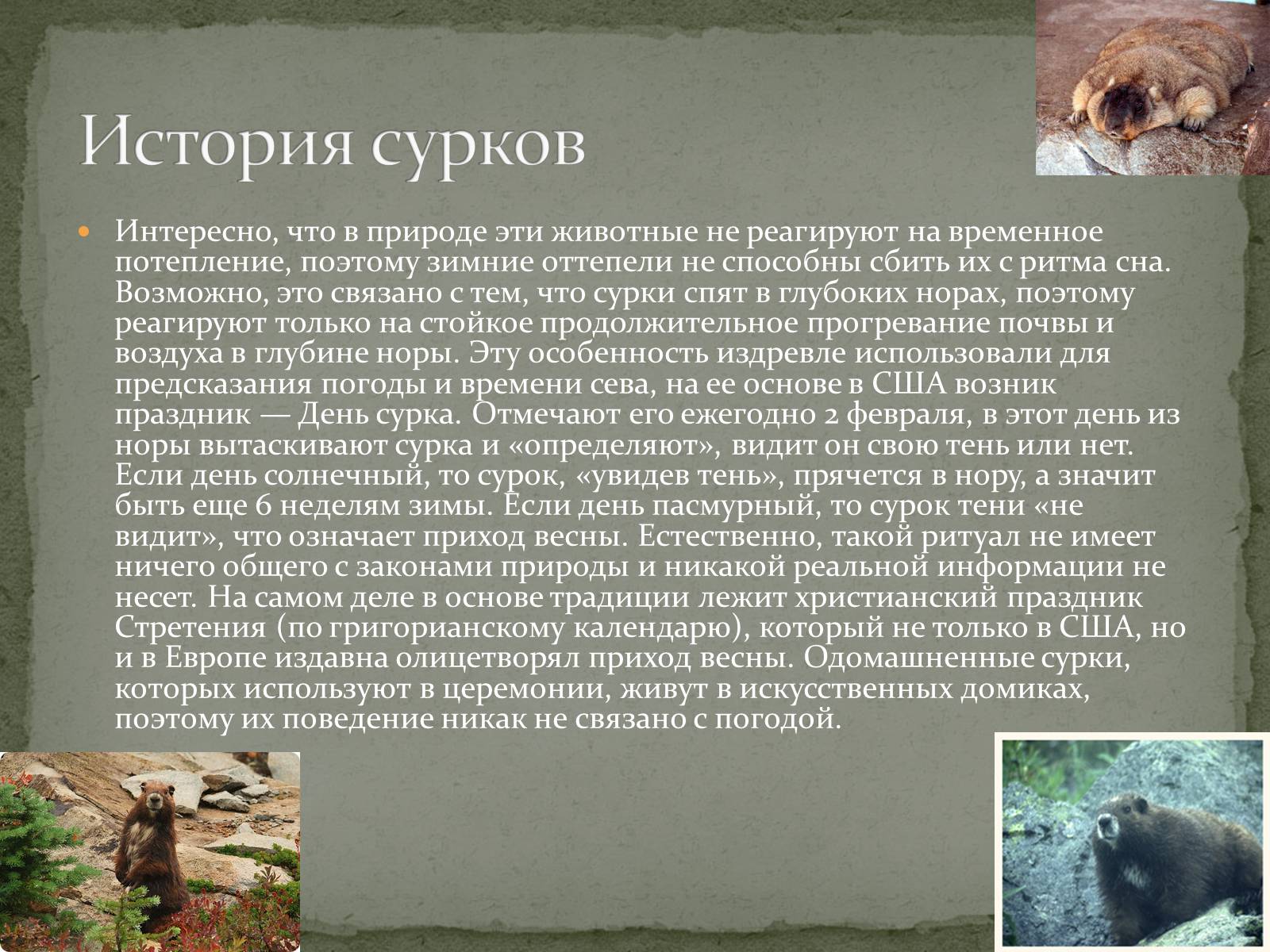 Презентація на тему «Ванкуверский сурок» - Слайд #7 Презентація на тему «Ванкуверский сурок» - Слайд #7