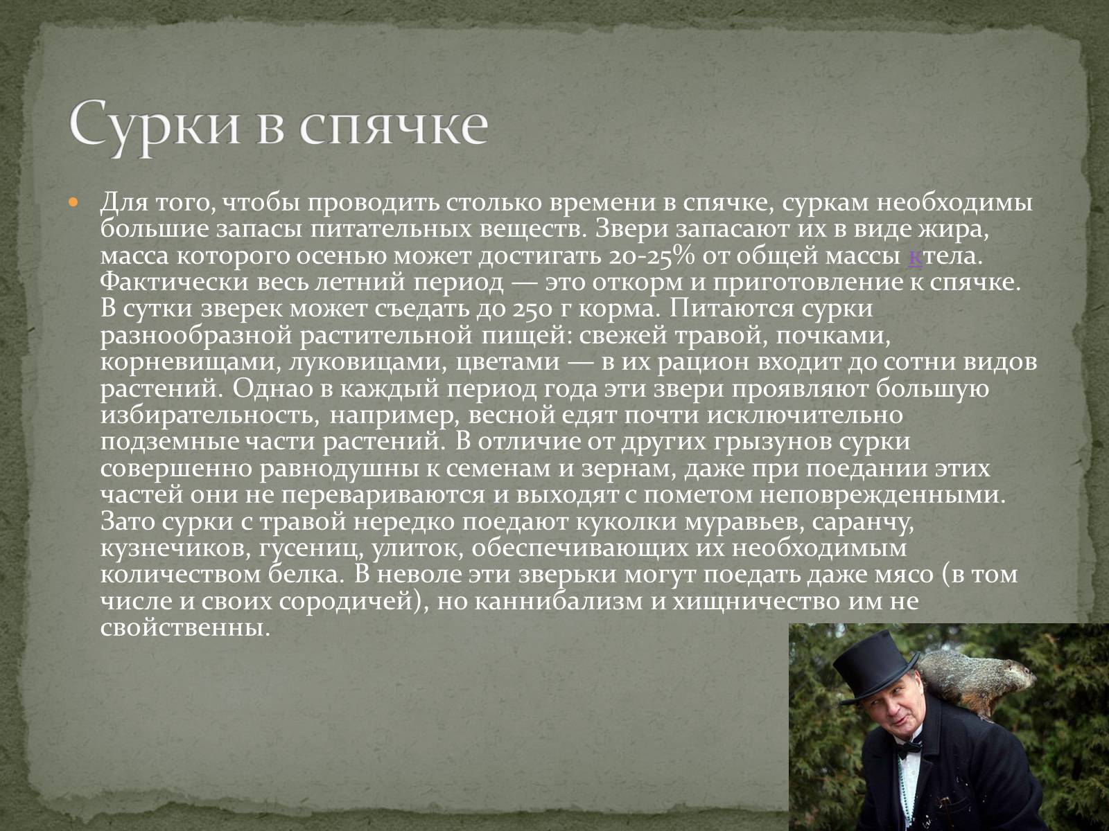 Презентація на тему «Ванкуверский сурок» - Слайд #8 Презентація на тему «Ванкуверский сурок» - Слайд #8