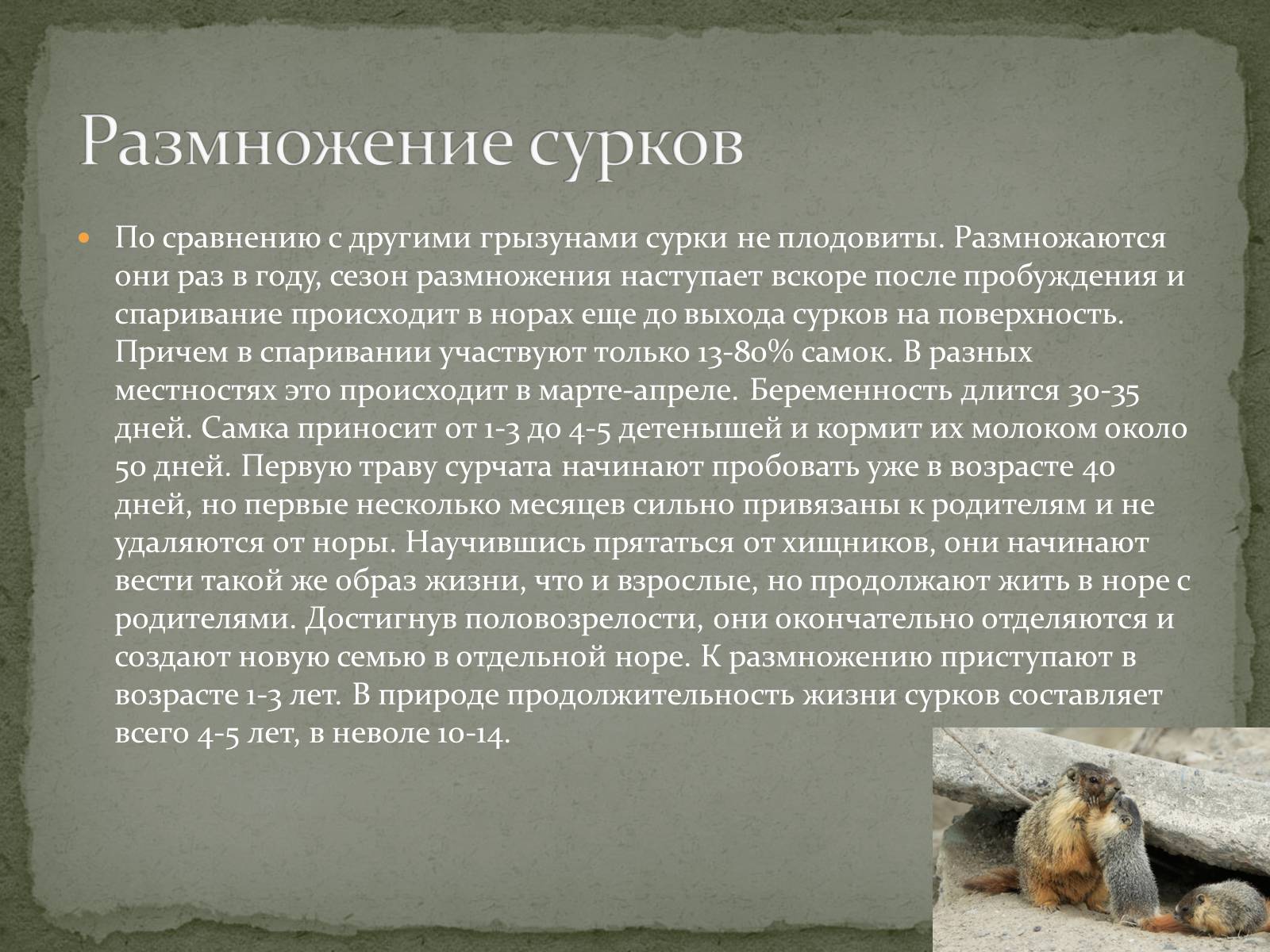Презентація на тему «Ванкуверский сурок» - Слайд #9 Презентація на тему «Ванкуверский сурок» - Слайд #9