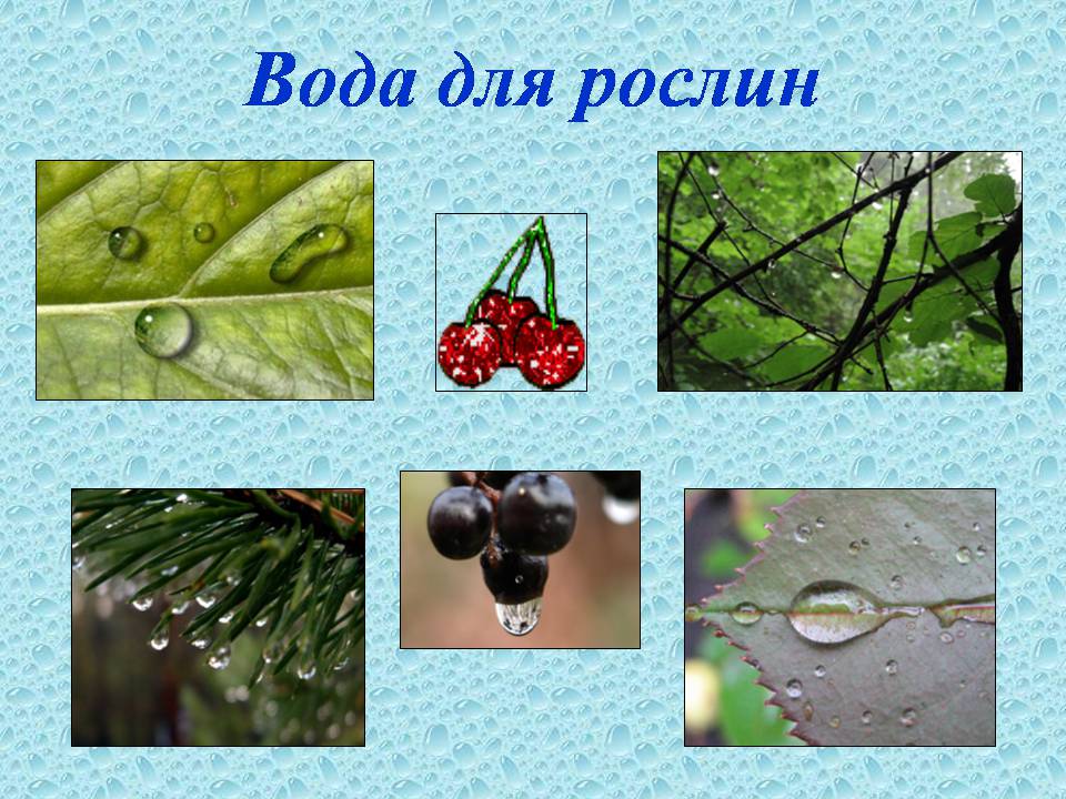 Презентація на тему «Вода в організмах» (варіант 3) - Слайд #11 Презентація на тему «Вода в організмах» (варіант 3) - Слайд #11