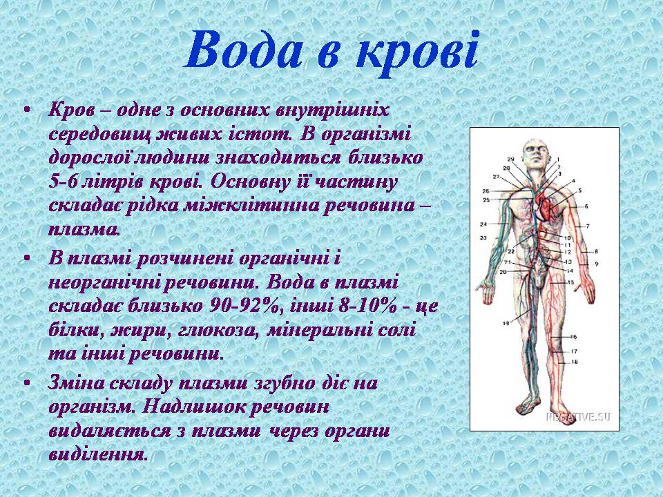 Презентація на тему «Вода в організмах» (варіант 3) - Слайд #16 Презентація на тему «Вода в організмах» (варіант 3) - Слайд #16