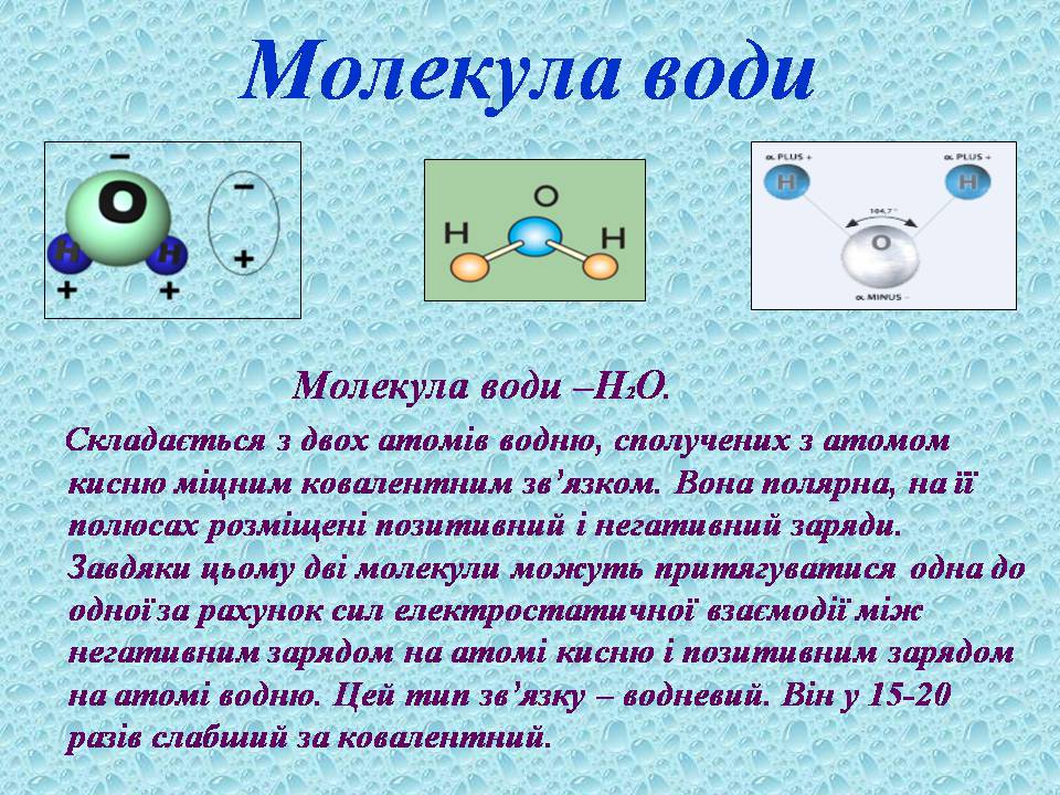 Презентація на тему «Вода в організмах» (варіант 3) - Слайд #5 Презентація на тему «Вода в організмах» (варіант 3) - Слайд #5