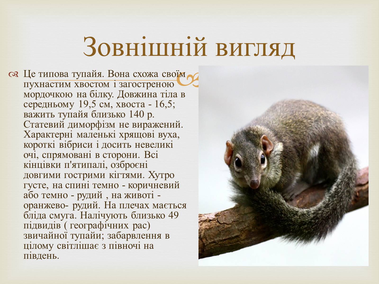 Презентація на тему «Тупайя» - Слайд #2 Презентація на тему «Тупайя» - Слайд #2