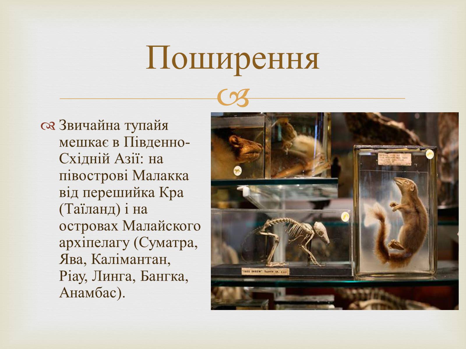 Презентація на тему «Тупайя» - Слайд #3 Презентація на тему «Тупайя» - Слайд #3