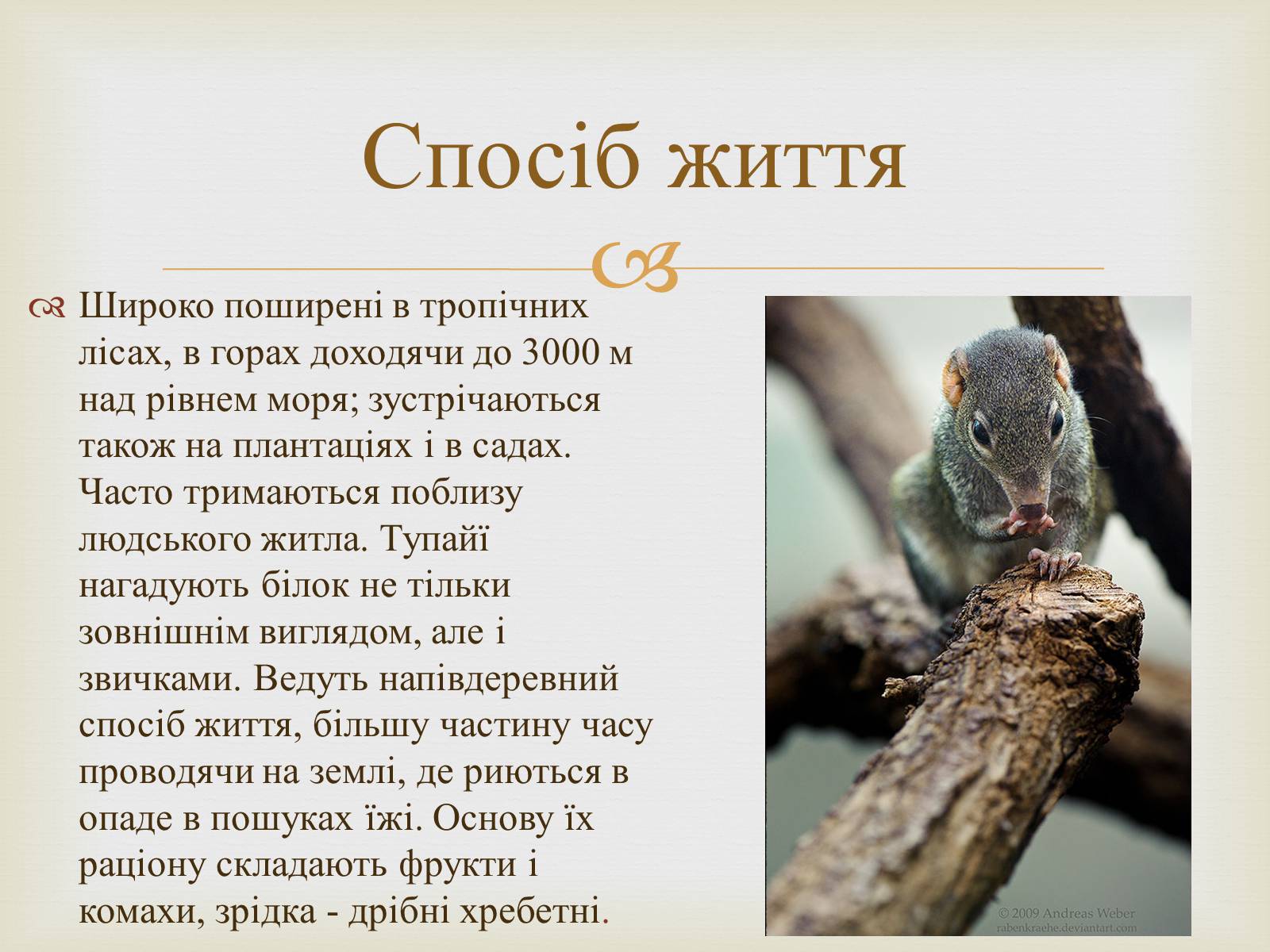 Презентація на тему «Тупайя» - Слайд #4 Презентація на тему «Тупайя» - Слайд #4
