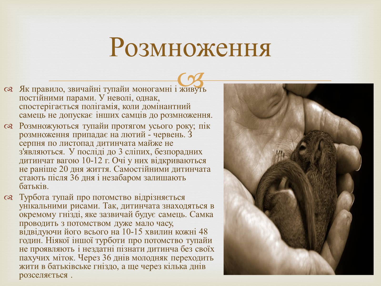 Презентація на тему «Тупайя» - Слайд #6 Презентація на тему «Тупайя» - Слайд #6