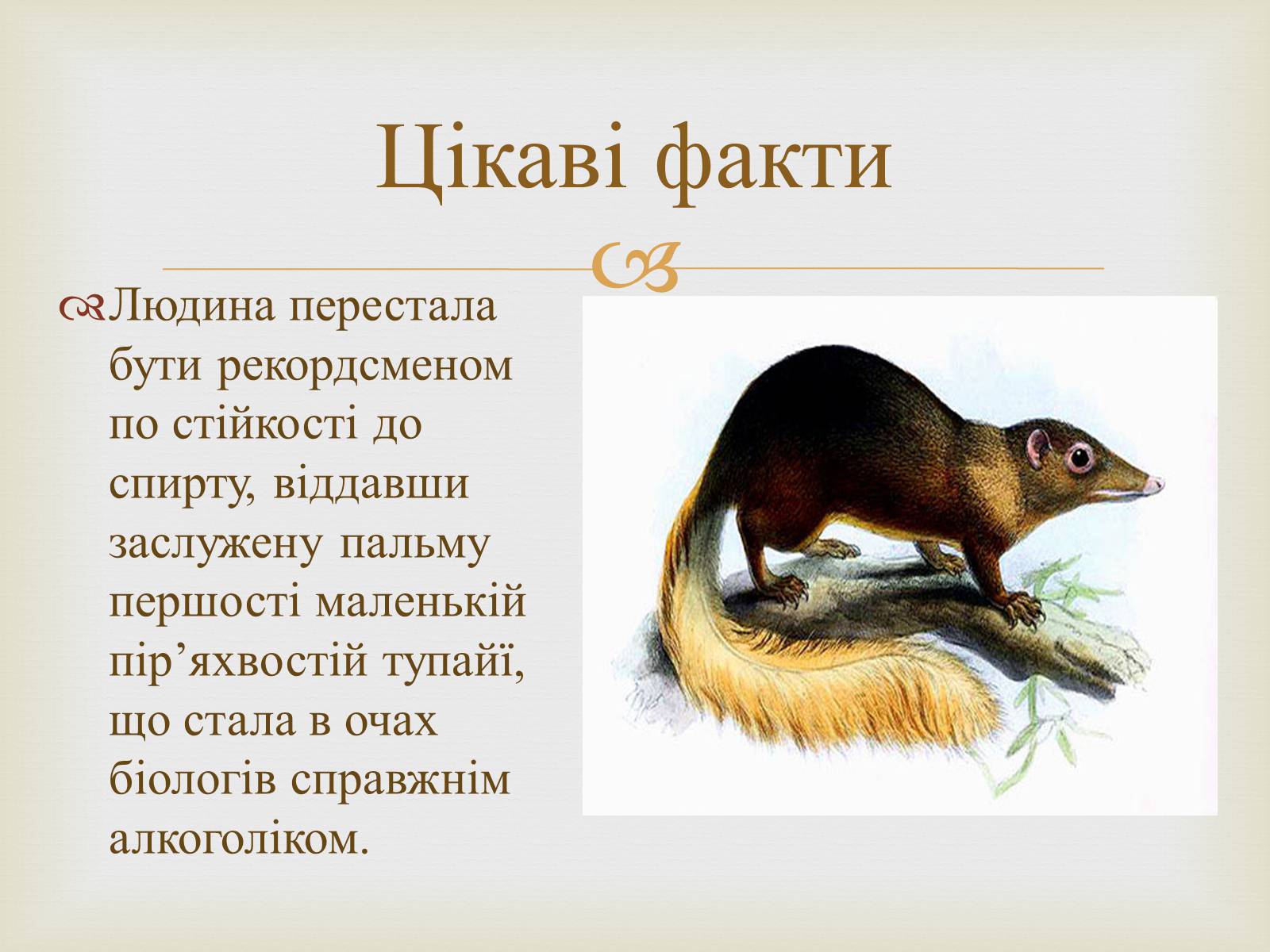 Презентація на тему «Тупайя» - Слайд #8 Презентація на тему «Тупайя» - Слайд #8
