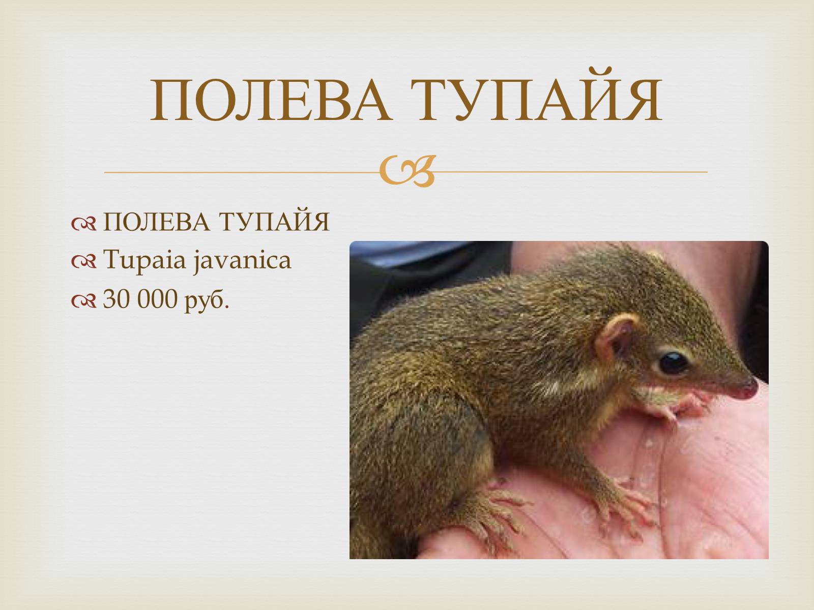 Презентація на тему «Тупайя» - Слайд #9 Презентація на тему «Тупайя» - Слайд #9