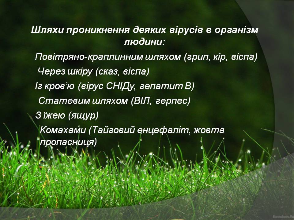 Презентація на тему «Віруси» (варіант 23) - Слайд #11 Презентація на тему «Віруси» (варіант 23) - Слайд #11