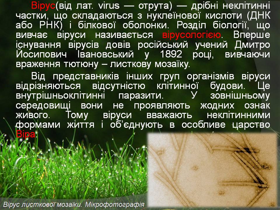 Презентація на тему «Віруси» (варіант 23) - Слайд #2 Презентація на тему «Віруси» (варіант 23) - Слайд #2