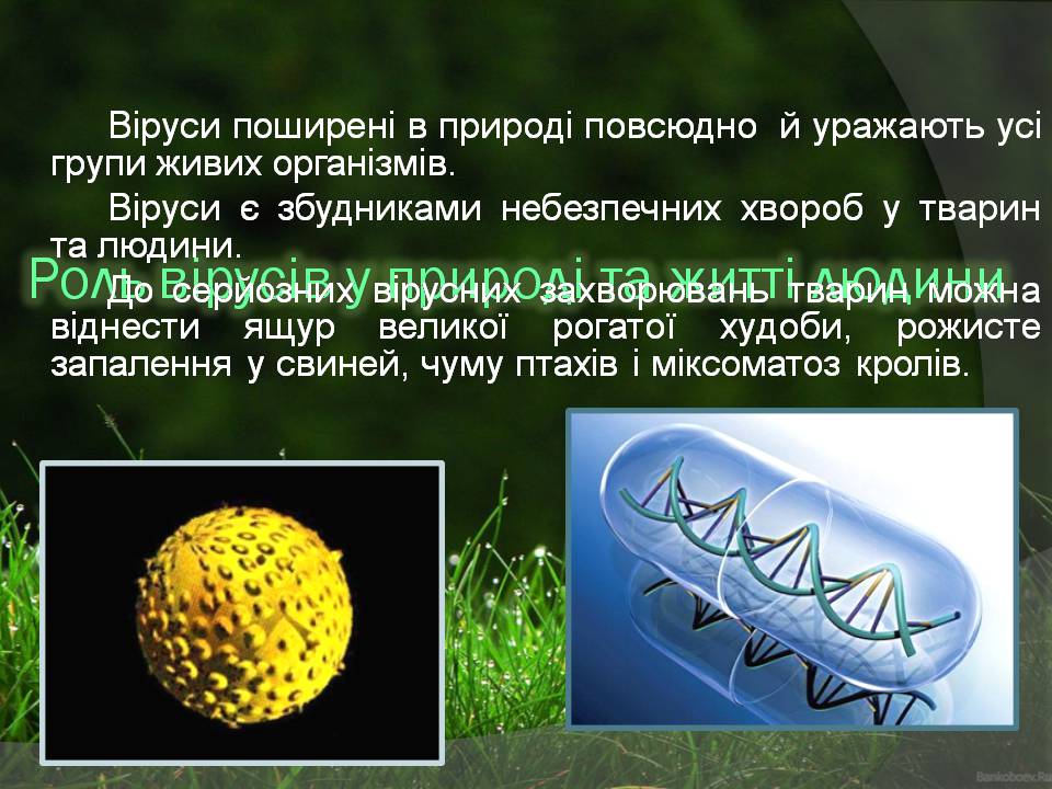 Презентація на тему «Віруси» (варіант 23) - Слайд #7 Презентація на тему «Віруси» (варіант 23) - Слайд #7