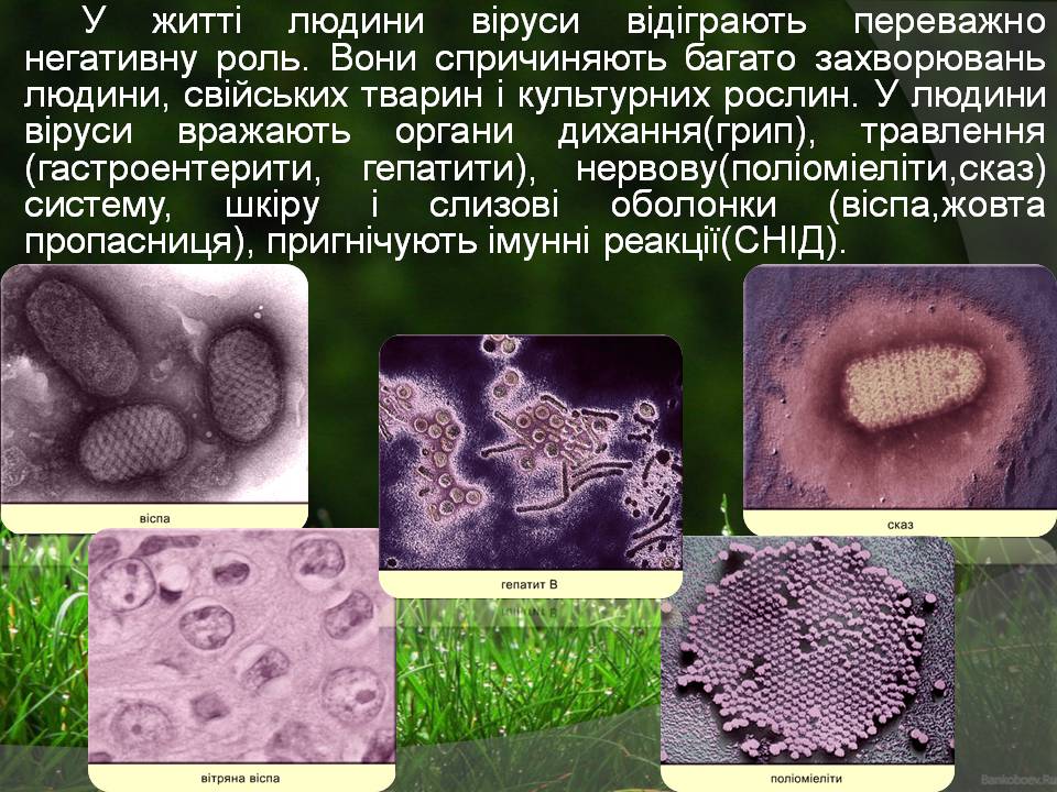 Презентація на тему «Віруси» (варіант 23) - Слайд #8 Презентація на тему «Віруси» (варіант 23) - Слайд #8