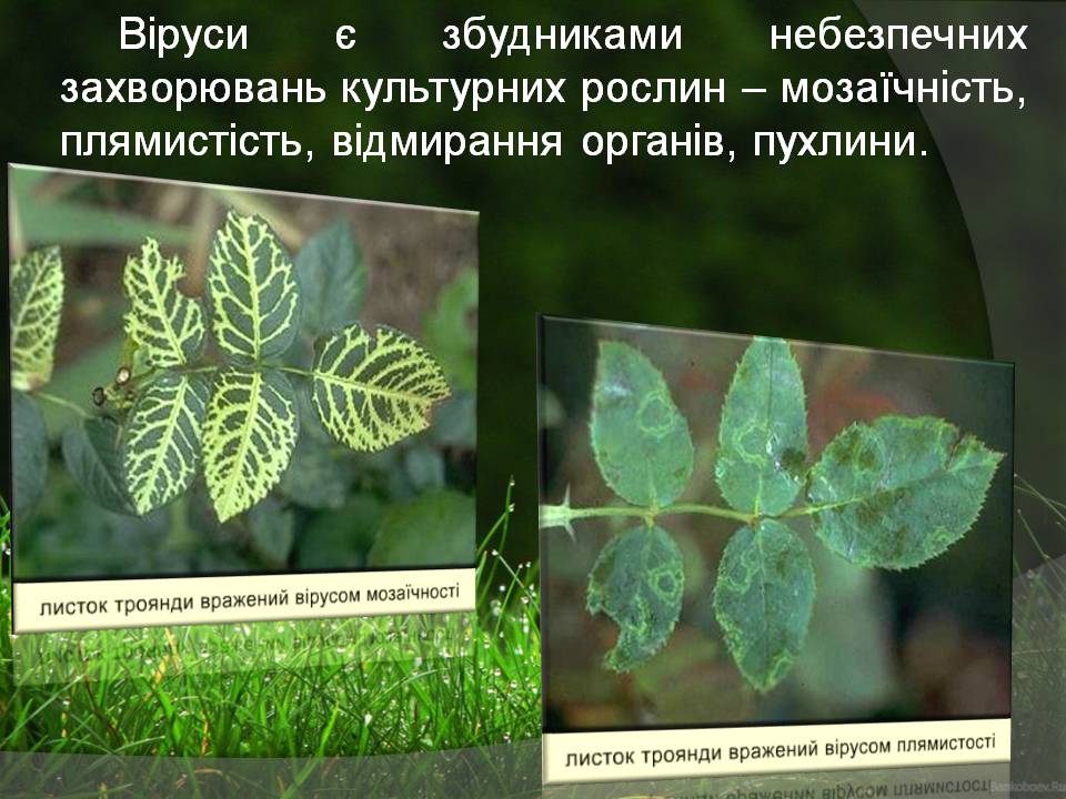 Презентація на тему «Віруси» (варіант 23) - Слайд #9 Презентація на тему «Віруси» (варіант 23) - Слайд #9