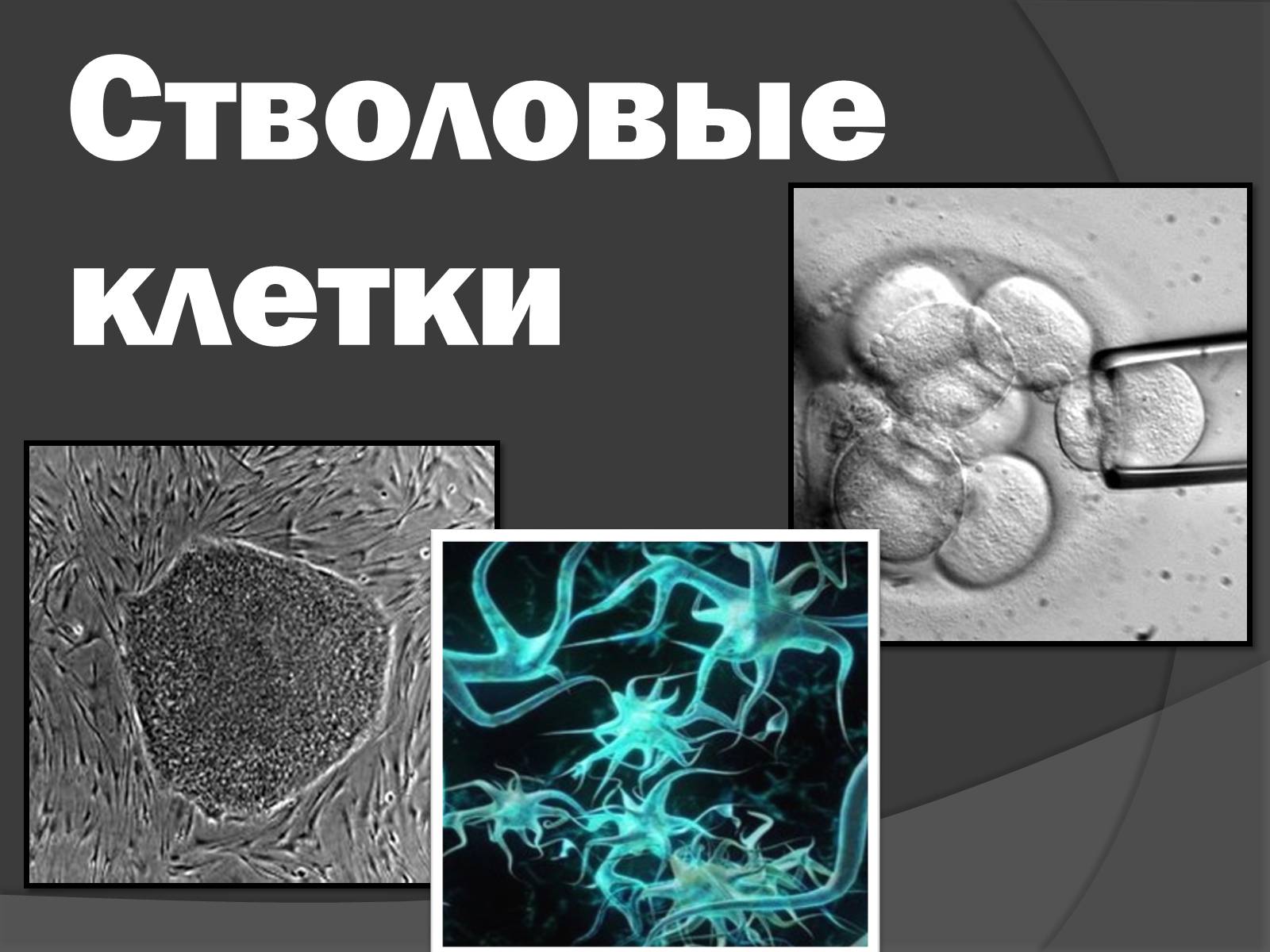 Презентація на тему «Стволовые клетки» - Слайд #1 Презентація на тему «Стволовые клетки» - Слайд #1
