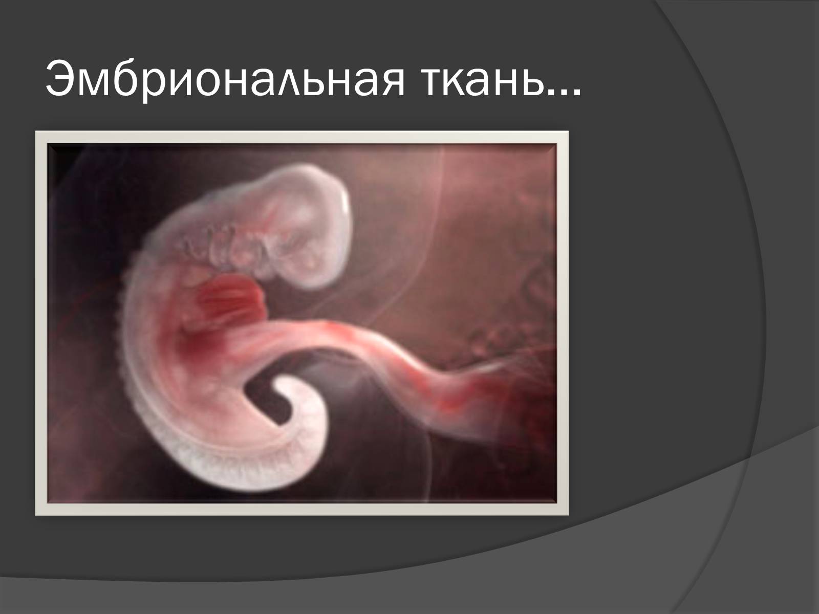 Презентація на тему «Стволовые клетки» - Слайд #14 Презентація на тему «Стволовые клетки» - Слайд #14