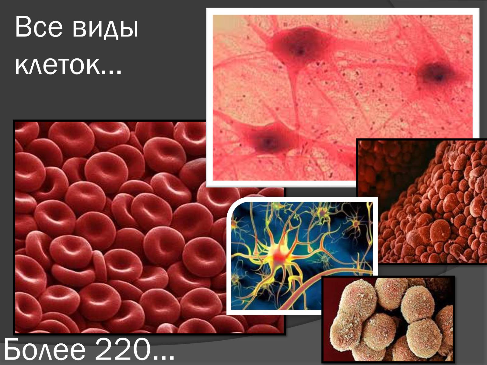 Презентація на тему «Стволовые клетки» - Слайд #4 Презентація на тему «Стволовые клетки» - Слайд #4