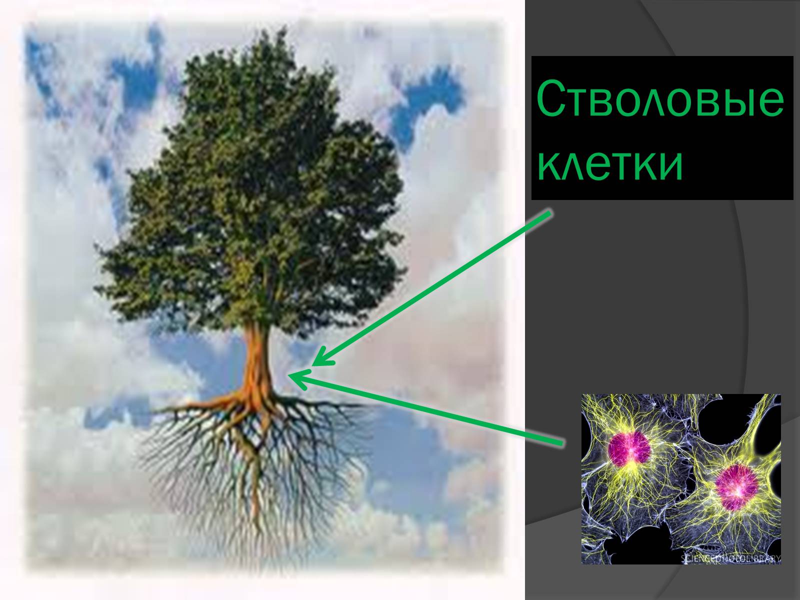 Презентація на тему «Стволовые клетки» - Слайд #5 Презентація на тему «Стволовые клетки» - Слайд #5