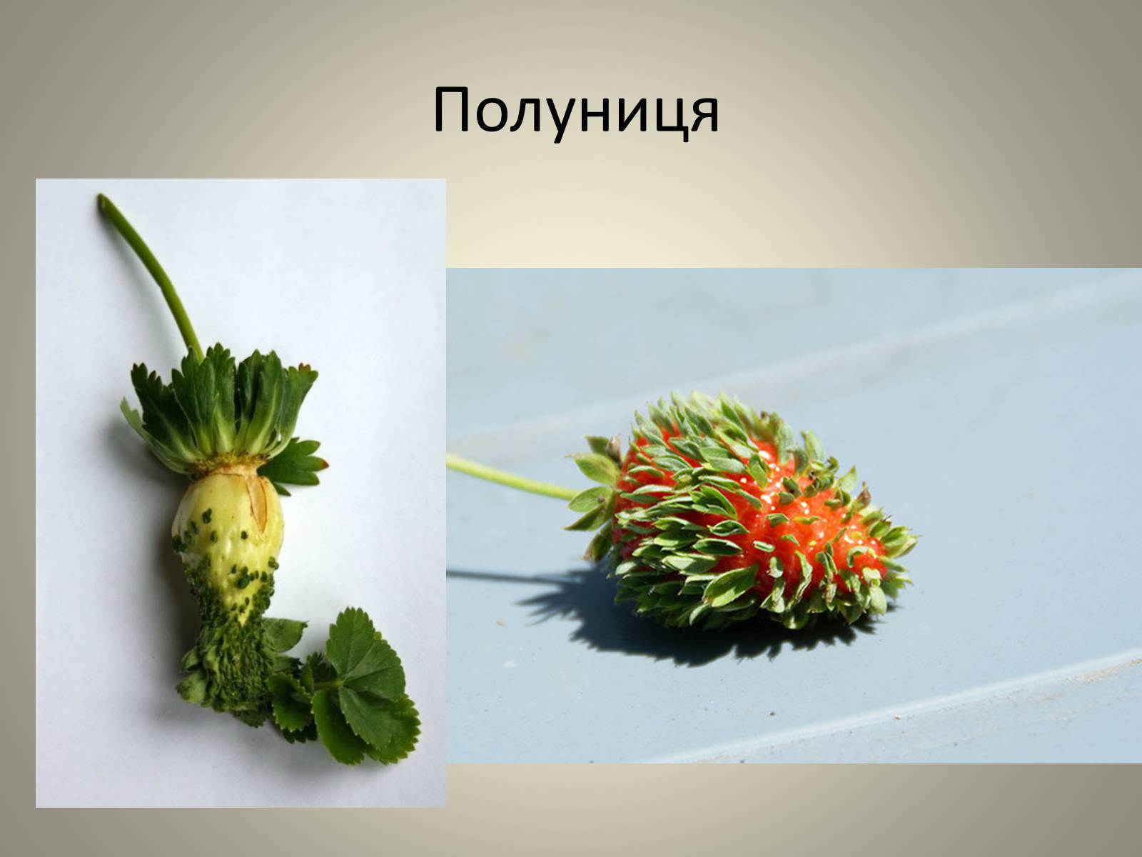 Презентація на тему «Мутації» (варіант 3) - Слайд #15 Презентація на тему «Мутації» (варіант 3) - Слайд #15