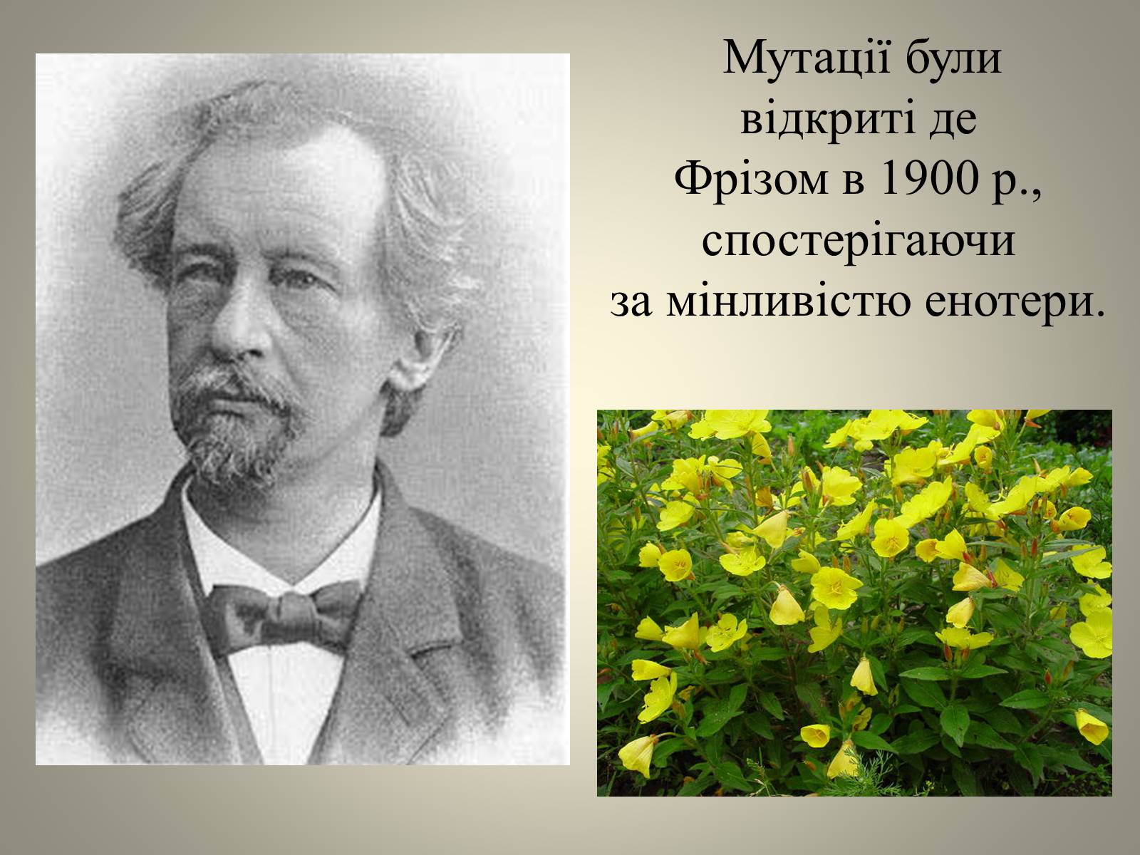 Презентація на тему «Мутації» (варіант 3) - Слайд #4 Презентація на тему «Мутації» (варіант 3) - Слайд #4