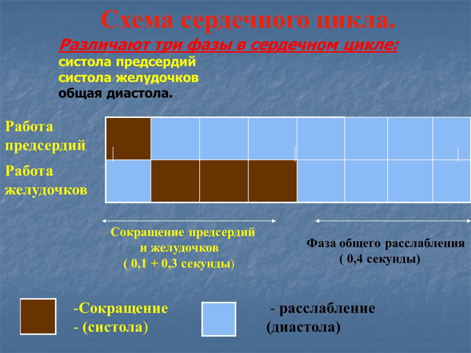 Презентація на тему «Строение и работа сердца» - Слайд #11 Презентація на тему «Строение и работа сердца» - Слайд #11