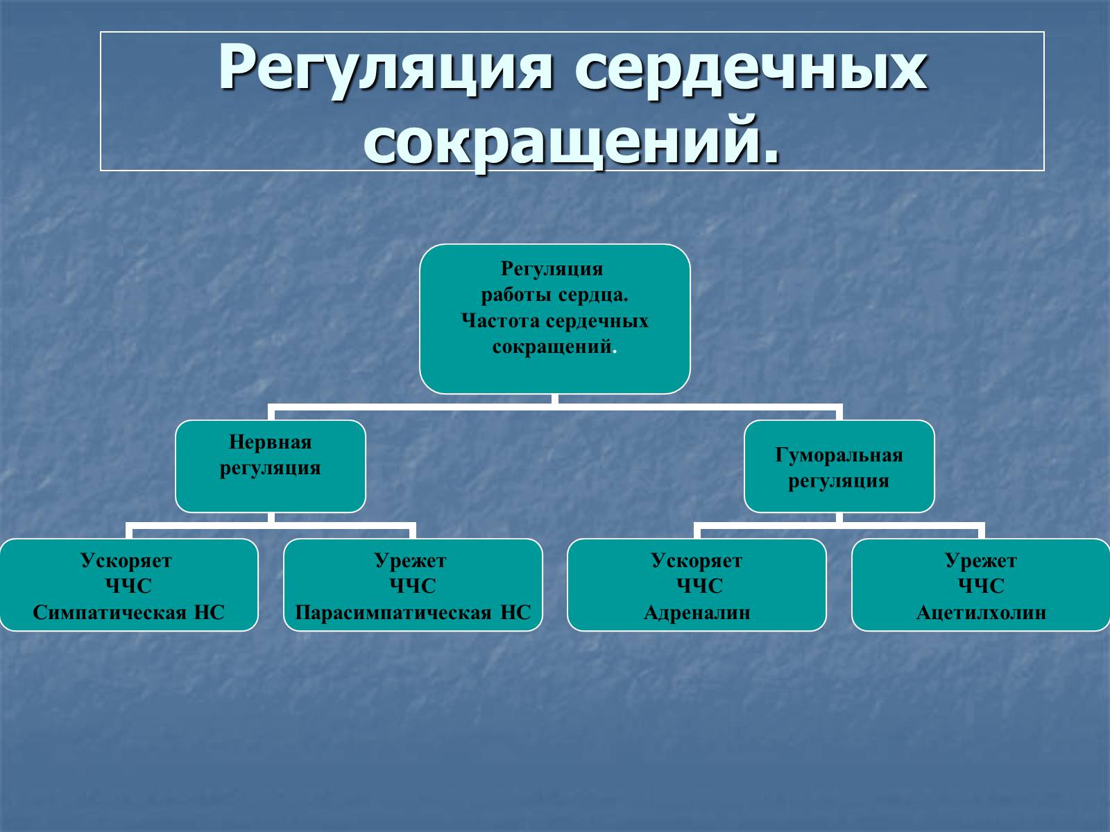 Презентація на тему «Строение и работа сердца» - Слайд #12 Презентація на тему «Строение и работа сердца» - Слайд #12