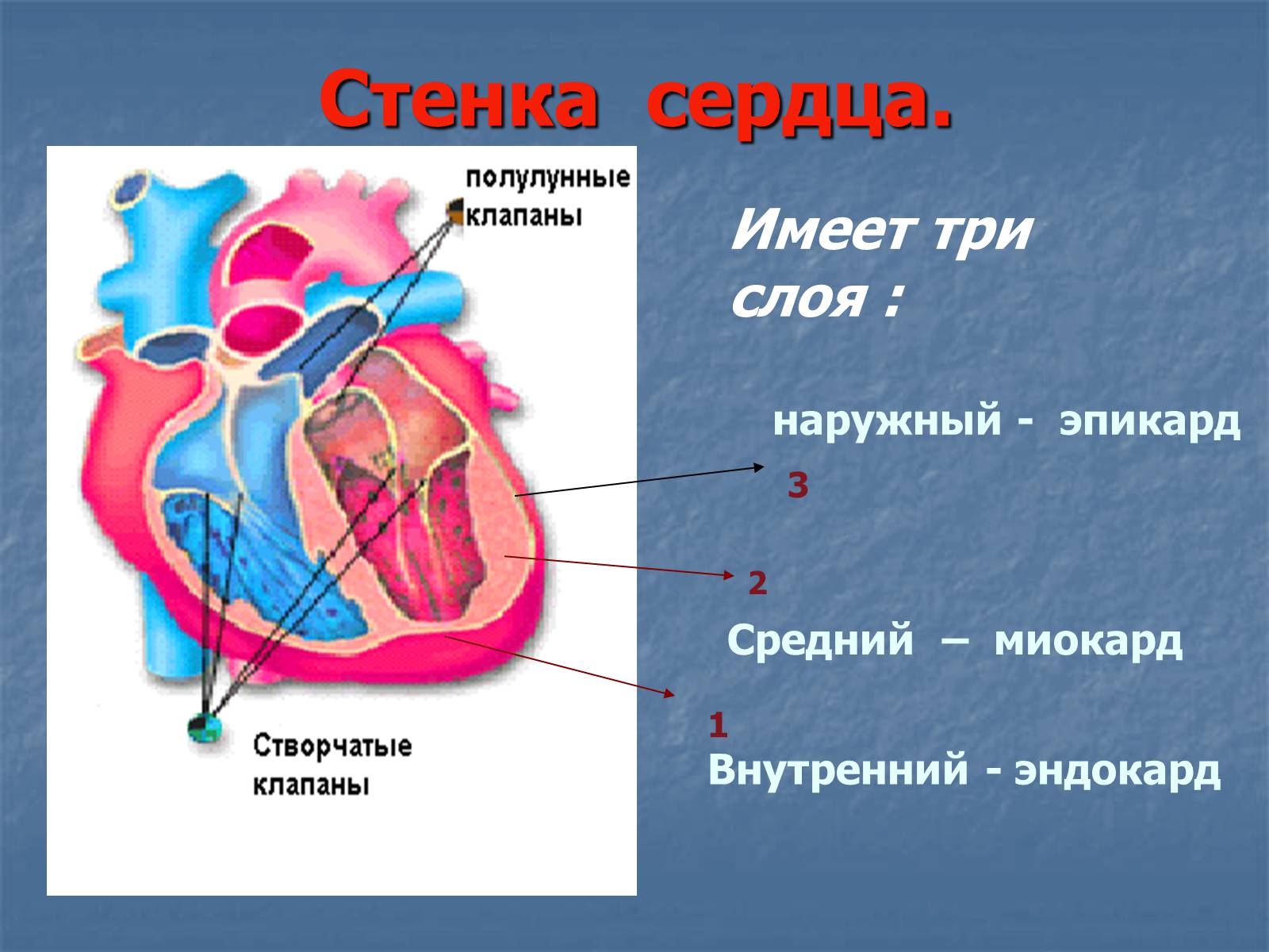Презентація на тему «Строение и работа сердца» - Слайд #7 Презентація на тему «Строение и работа сердца» - Слайд #7