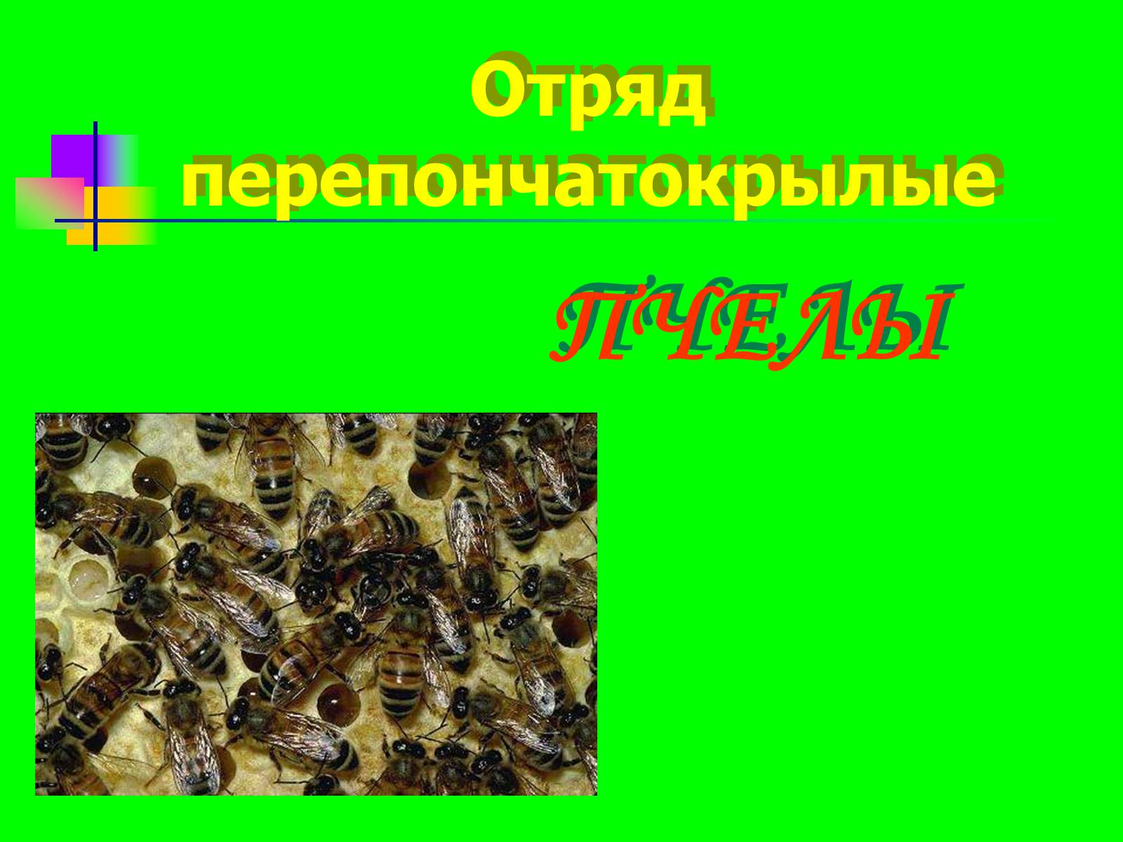 Презентація на тему «Отряд перепончатокрылые» - Слайд #1 Презентація на тему «Отряд перепончатокрылые» - Слайд #1