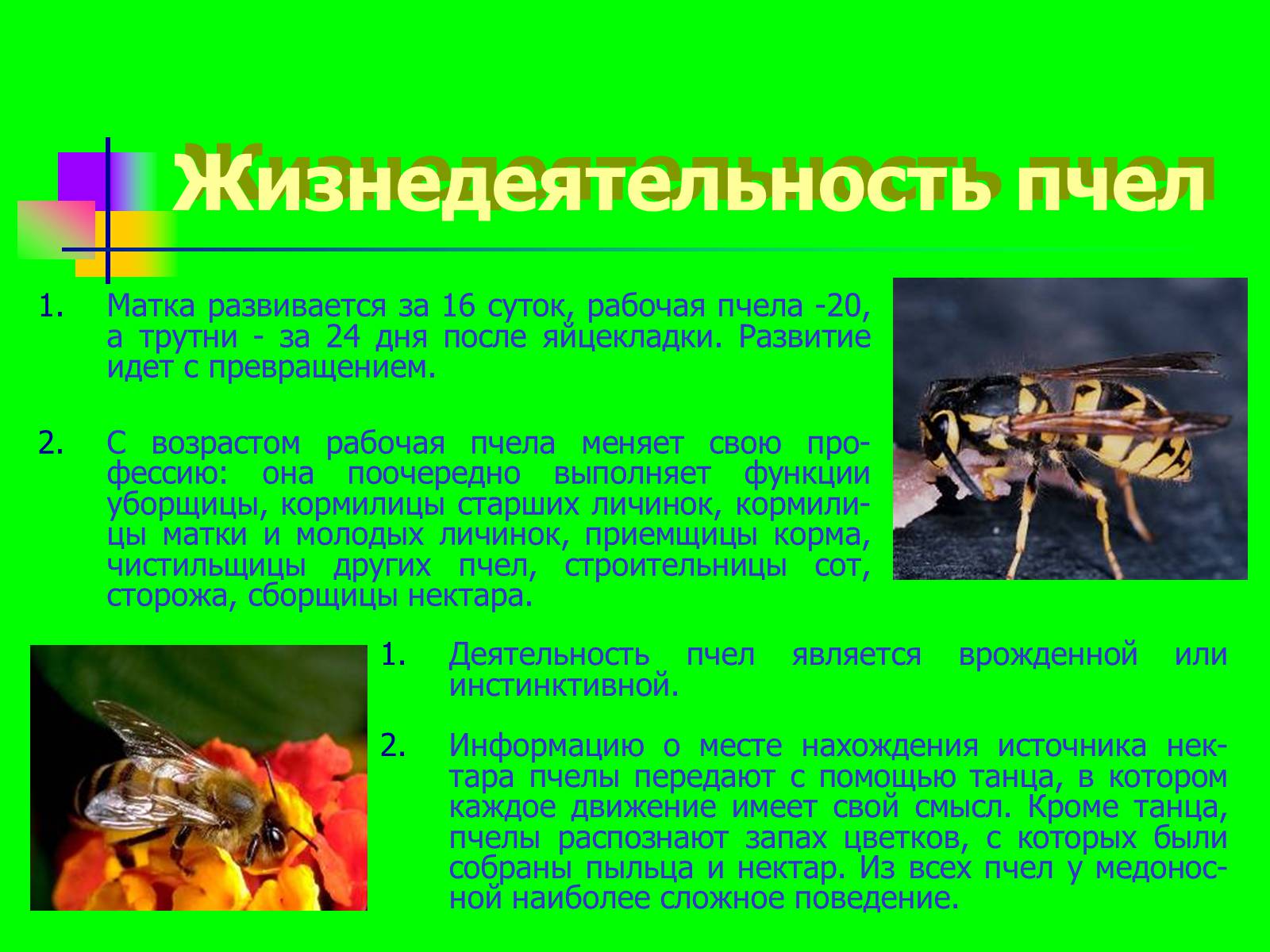 Презентація на тему «Отряд перепончатокрылые» - Слайд #4 Презентація на тему «Отряд перепончатокрылые» - Слайд #4