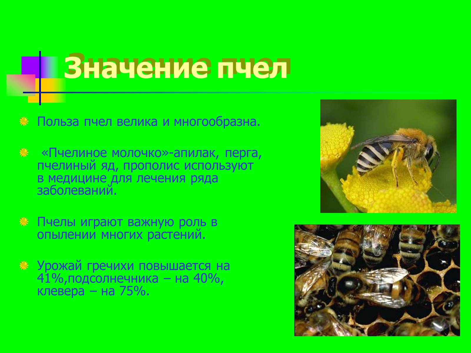 Презентація на тему «Отряд перепончатокрылые» - Слайд #6 Презентація на тему «Отряд перепончатокрылые» - Слайд #6